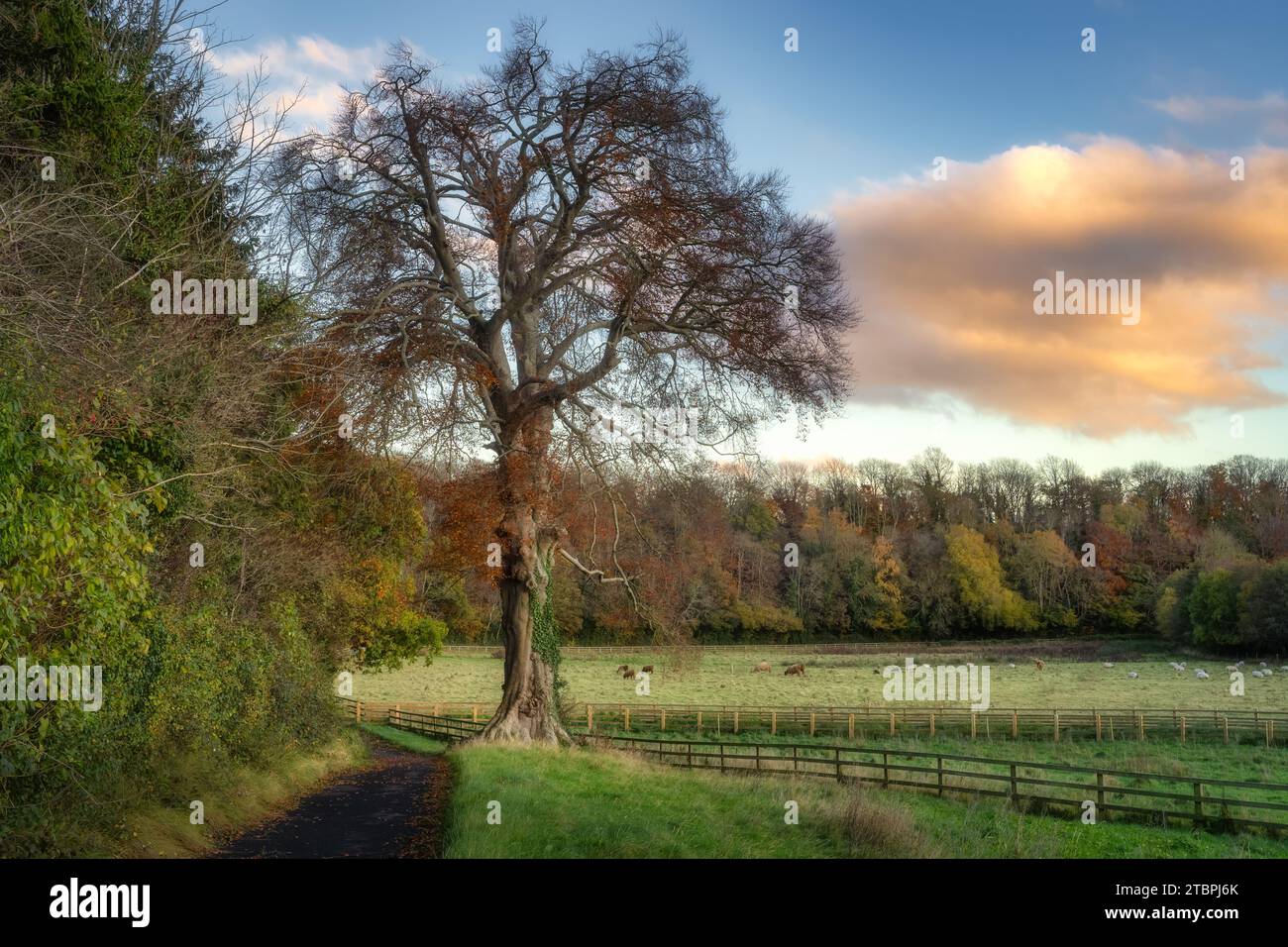 Majestic beech tree and forest in autumn colours. Heard of Scottish Highland cows and sheep grazing on field in St. Catherines Park, Dublin, Ireland Stock Photo