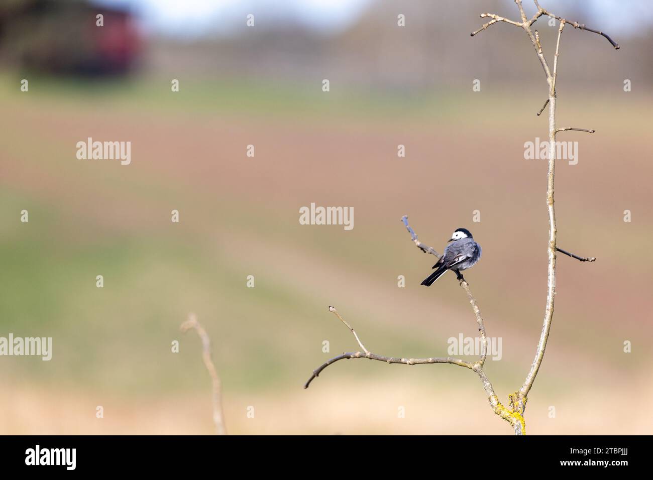 A small white wagtail (Motacilla alba) perched on a tree branch Stock Photo