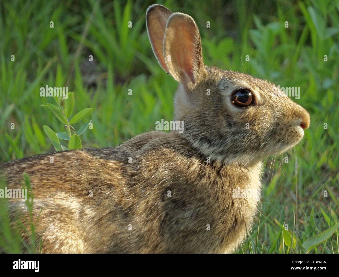A close-up image of a brown and white rabbit in a grassy area, likely in a park Stock Photo