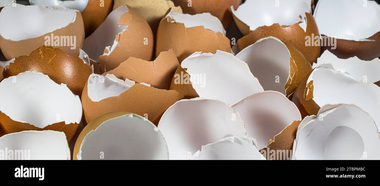 A group of white and brown eggs are arranged together, with a single black egg broken among them Stock Photo