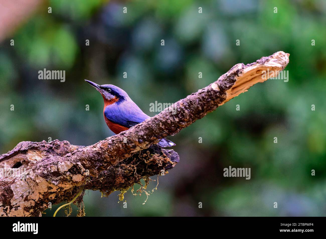 A Chestnut-Bellied Nuthatch perched on a tree branch in Sattal, Uttarakhand, India Stock Photo