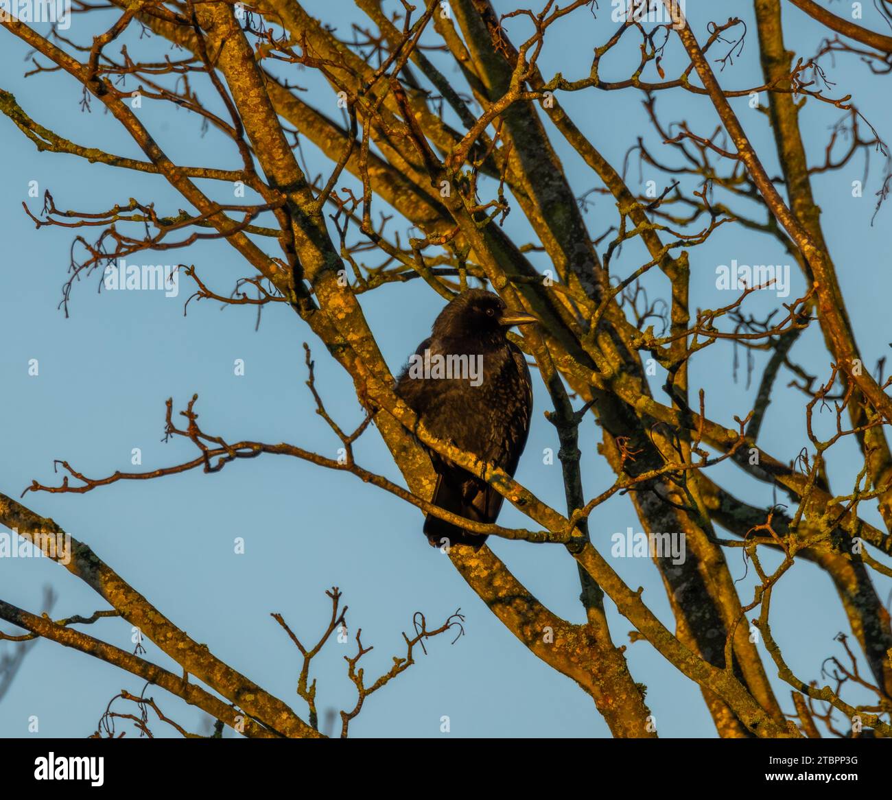 Rook in sunshine hi-res stock photography and images - Alamy