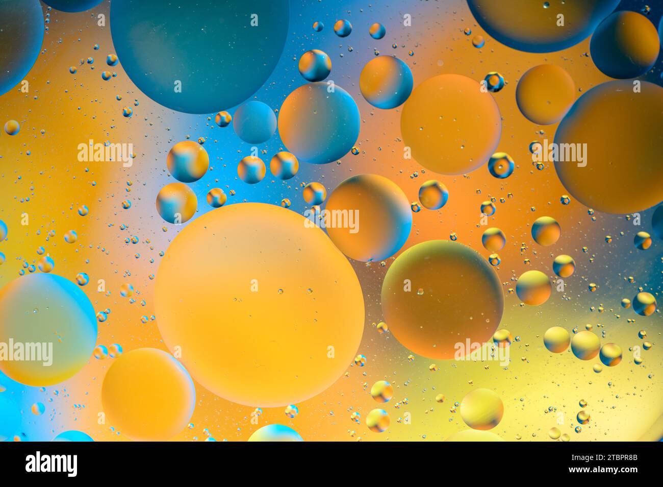11 spots hi-res stock photography and images - Alamy