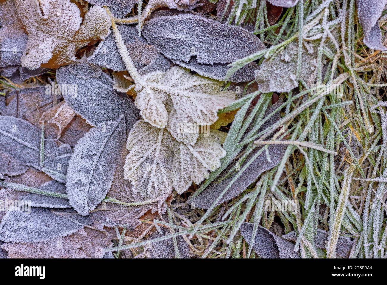 Fallen dry leaves and green grass are covered with the first frost ...