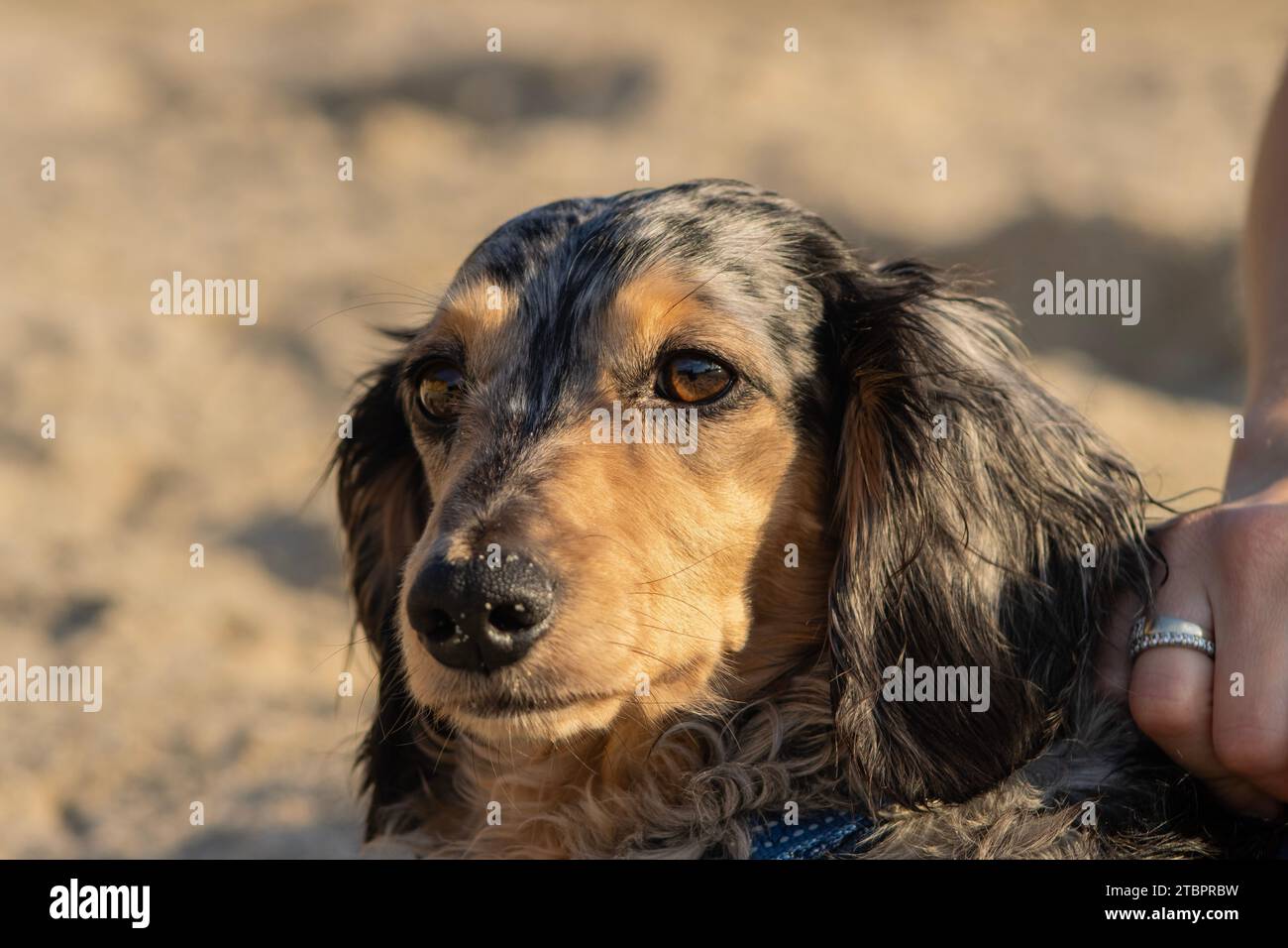 A long-haired dapple dachshund wiener dog Stock Photo