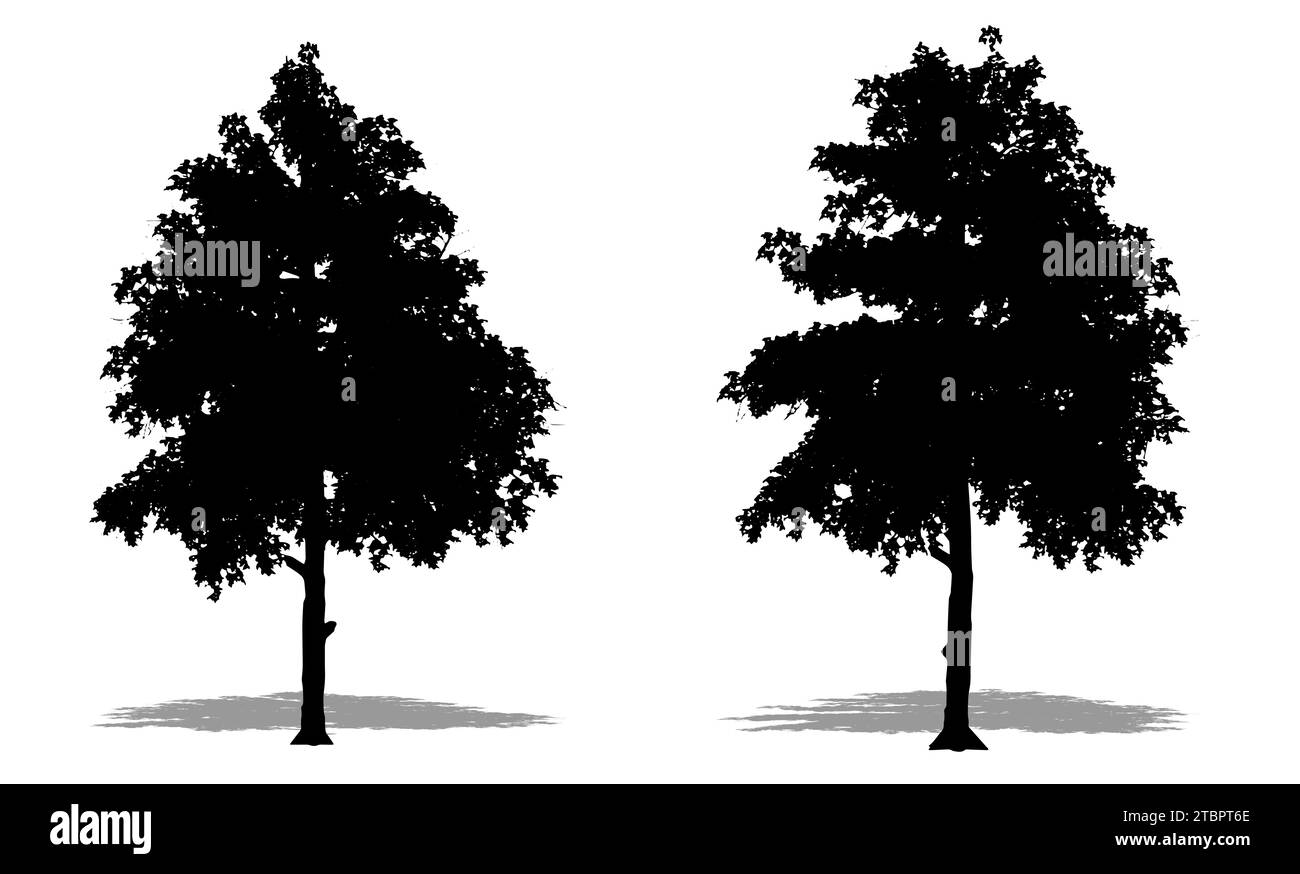 Set or collection of Black Gum trees as a black silhouette on white background. Concept or conceptual 3D illustration for nature, planet, ecology and Stock Photo