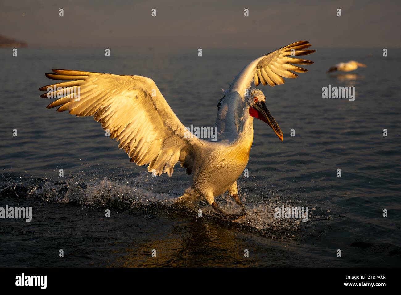 Pelican spreading wings to land on lake Stock Photo - Alamy
