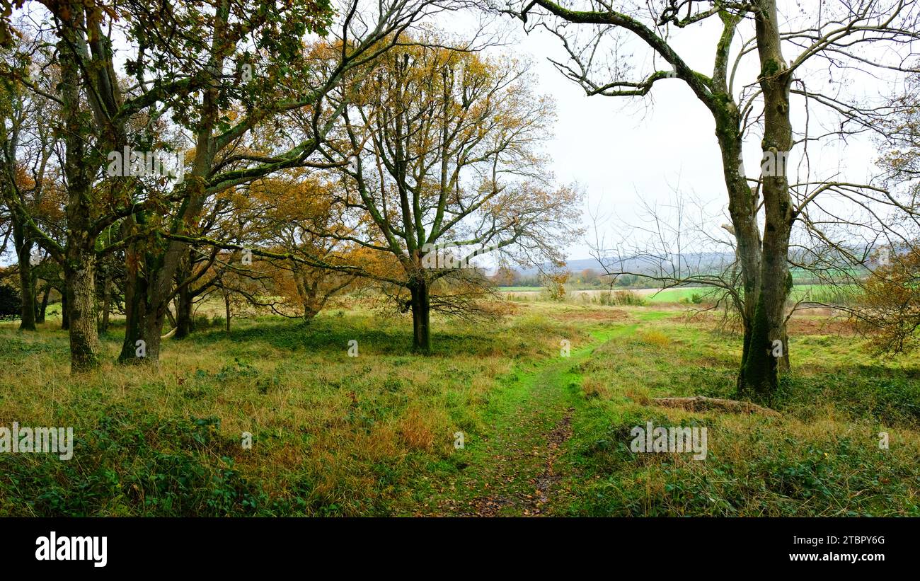 Autumnal Woods - John Gollop Stock Photo