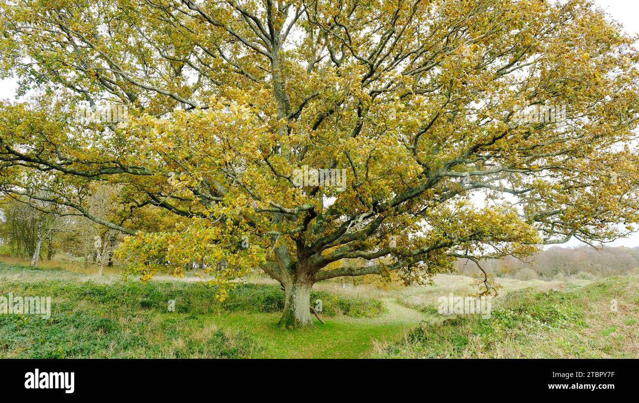 Autumnal Oak Tree - John Gollop Stock Photo