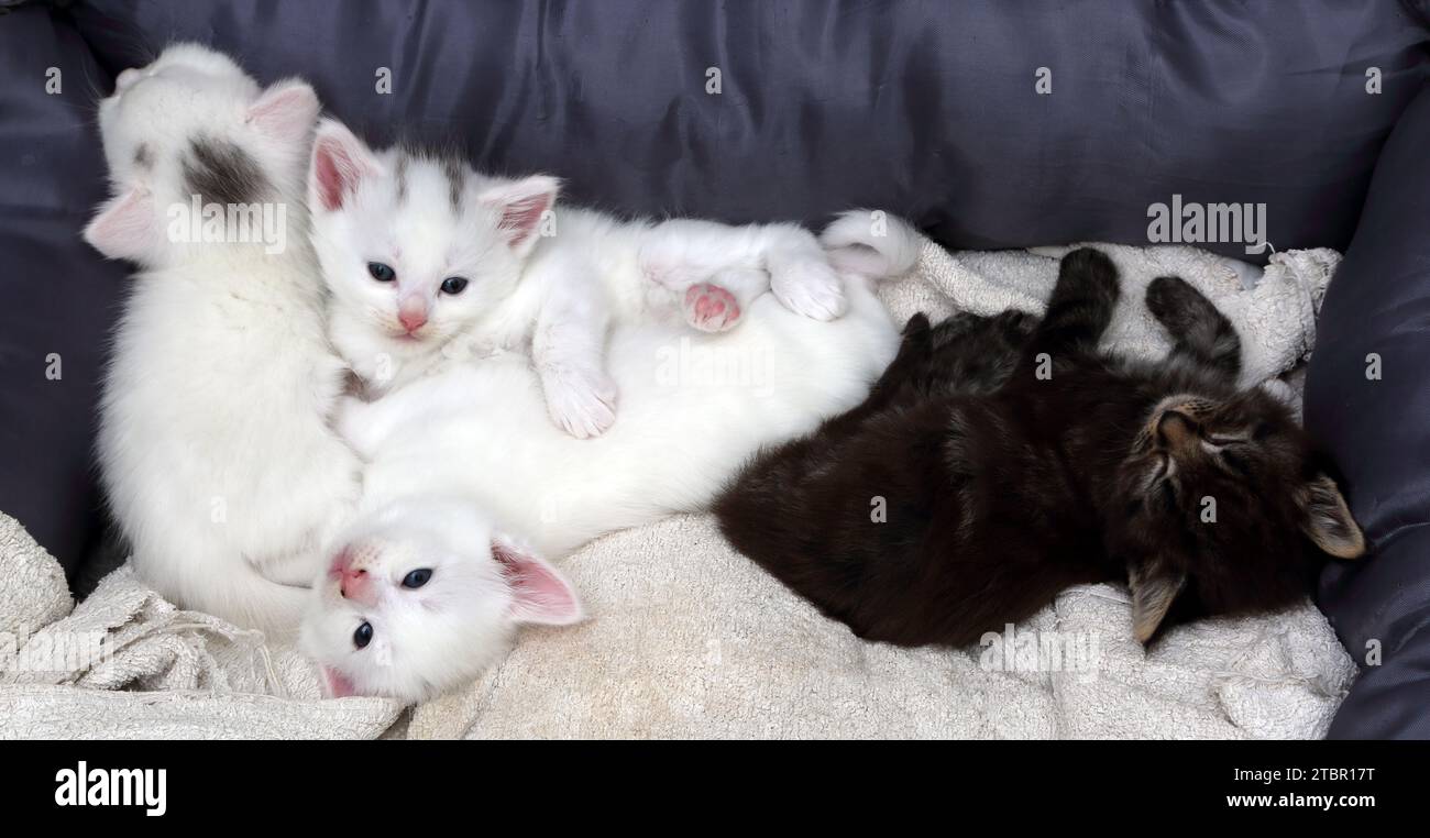 One Month Old Turkish Angora Cross Kittens in Cat Bed Surrey England ...