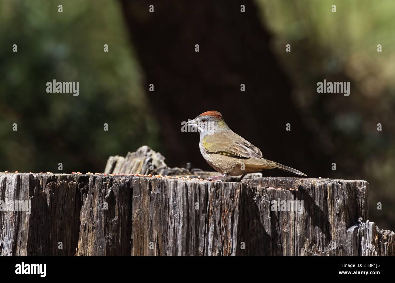 Chainsaw cut tree stump serves as natural seed feeder tray to attract and feed wild birds like Green tailed Towhee Stock Photo