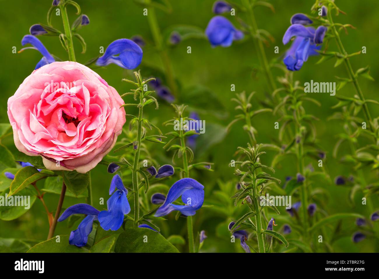 Elizabeth park rose garden hi-res stock photography and images - Alamy