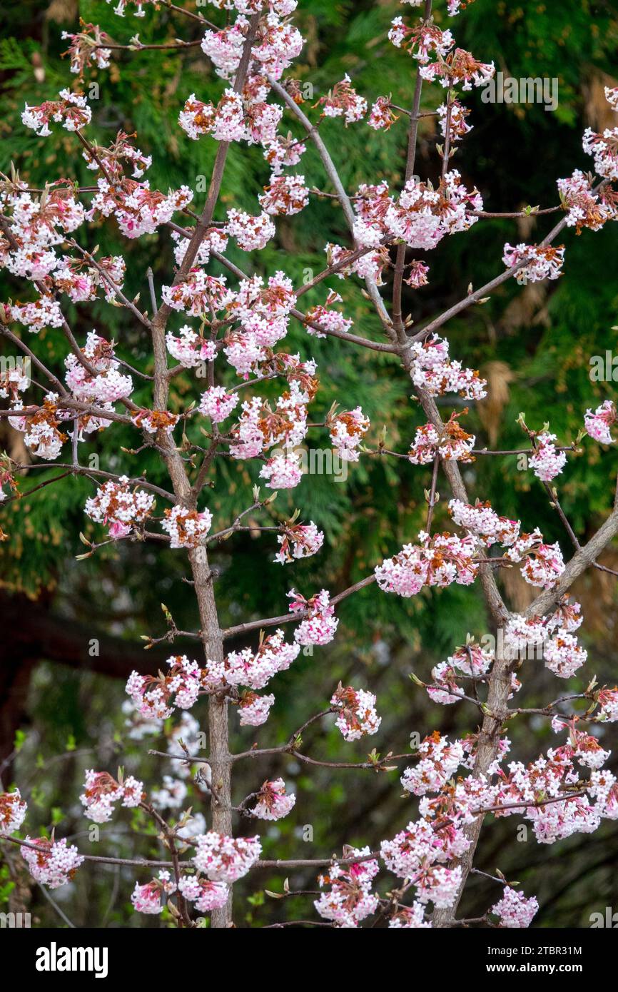 Light, Pink, Blossoms, Viburnums, Late, Winter, flowering, Shrub, Blooming, February, Viburnum 'Dawn' Stock Photo