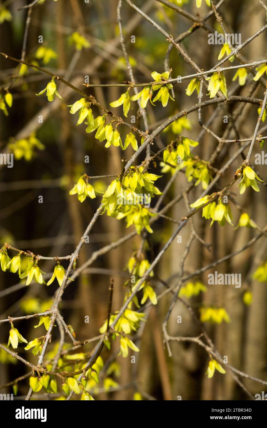 February, Bush, Blooming, Forsythia, flowering, Winter, branches, Forsythia giraldiana, Flowers, Garden Stock Photo