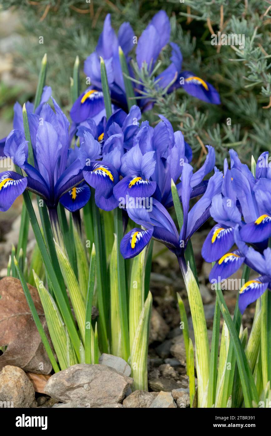 Reticulated Iris in Garden Stock Photo