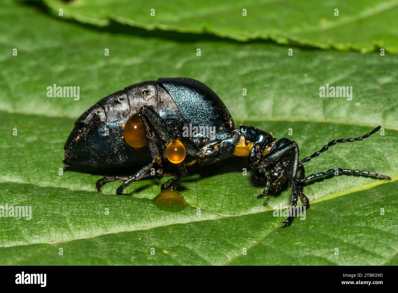 American Oil Beetle - Meloe americanus Stock Photo