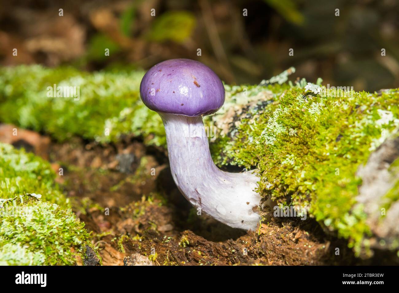 Viscid Violet Cort - Cortinarius iodes Stock Photo
