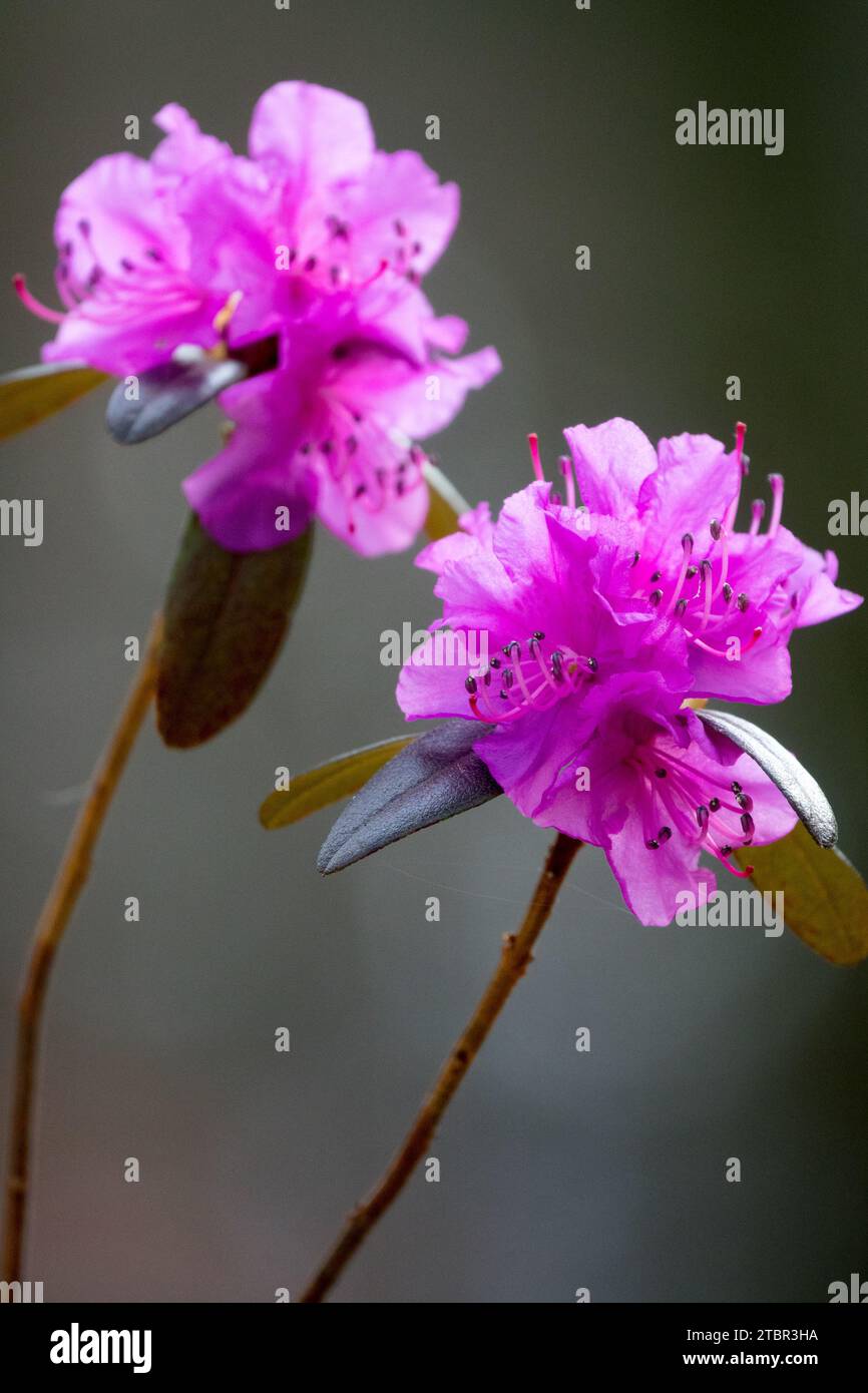 February, Flower, Rhododendron dauricum Stock Photo