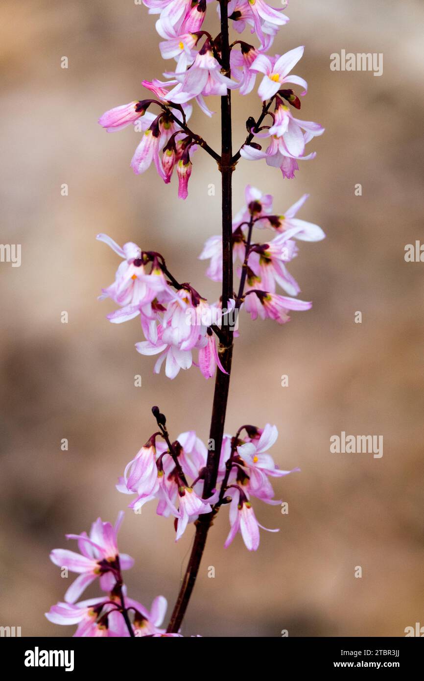 Light Pink blooming in winter plant Korean Abelia blossoms in late February on twigs commonly known as Pink Forsythia Abeliophyllum distichum 'Roseum' Stock Photo