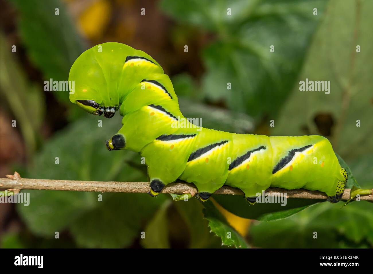 Laurel Sphinx Caterpillar - Sphinx kalmiae Stock Photo