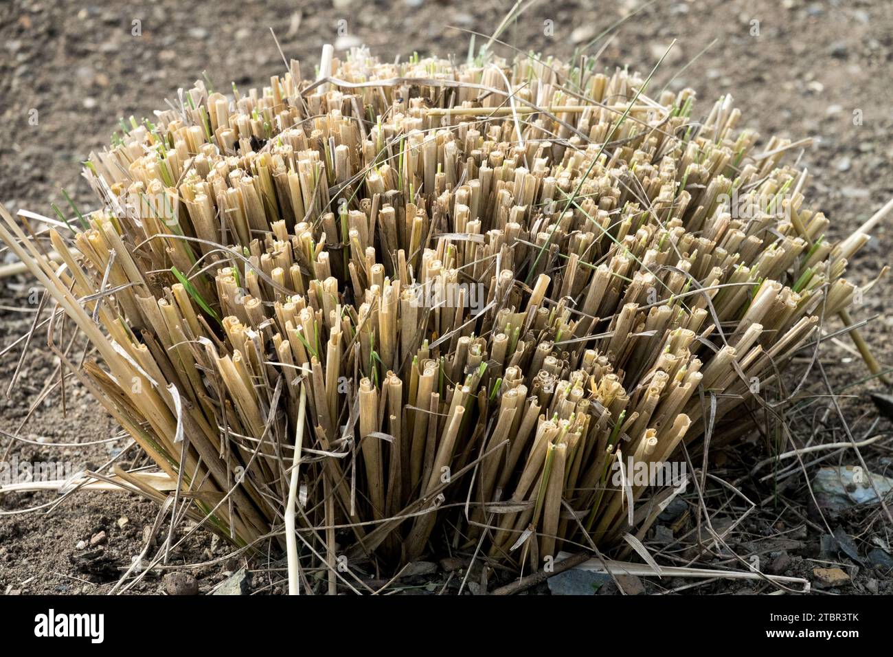 Maiden Grass Miscanthus sinensis trimmed and pruned for the winter