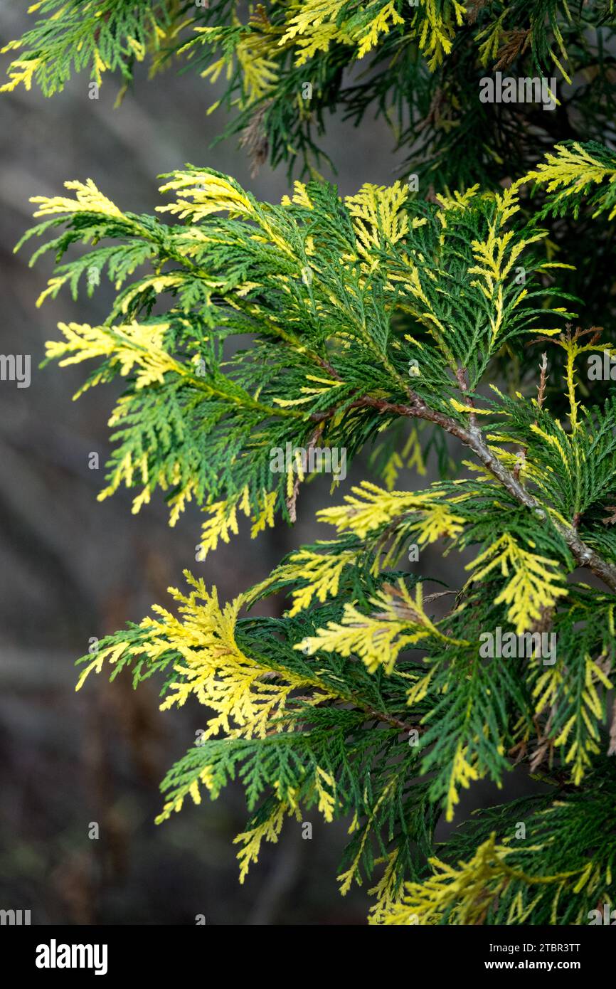 Nootka Cypress, Chamaecyparis nootkatensis 'Aureovariegata' Stock Photo