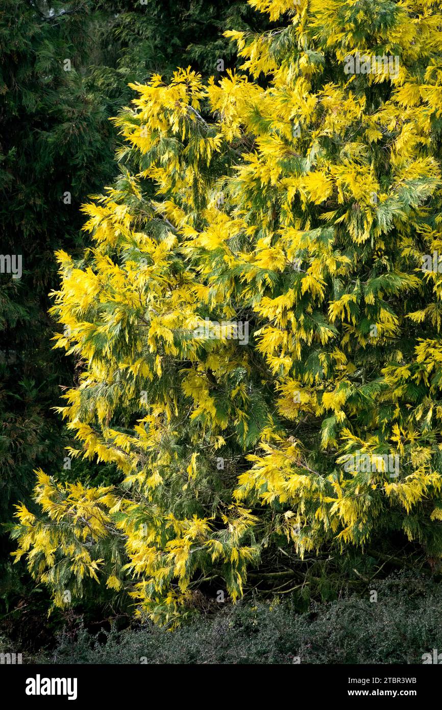 Tree of Calocedrus decurrens 'Aureovariegata', Incense Cedar in Winter Stock Photo