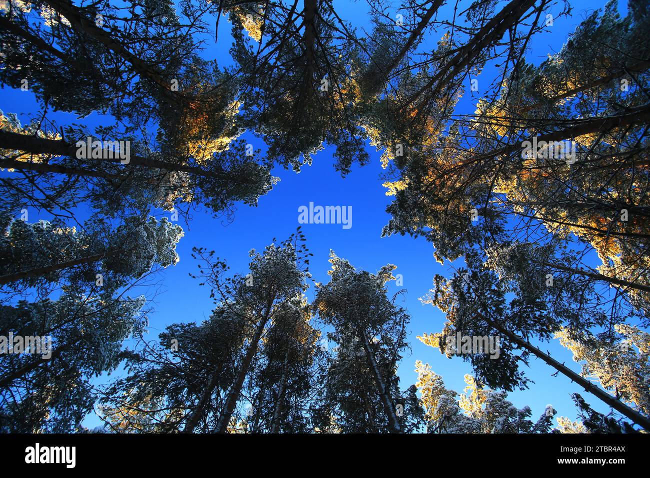Upward view inside a pine forest with blue sky and sunlight. Stock Photo