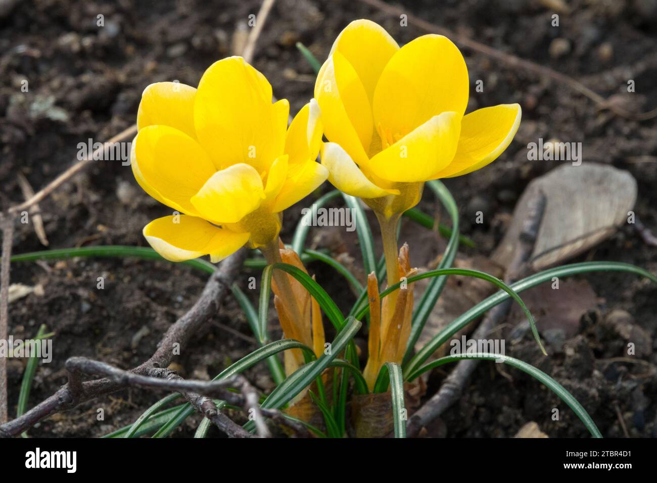 Crocus 'Romance' Golden Crocus flower in garden late Winter Stock Photo