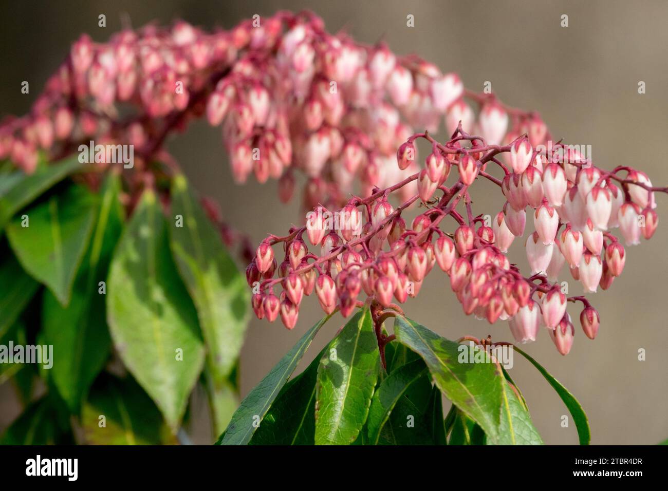Light, Pink, Japanese, Pieris japonica, February, Flower, Plant, Winter, Blooming Stock Photo