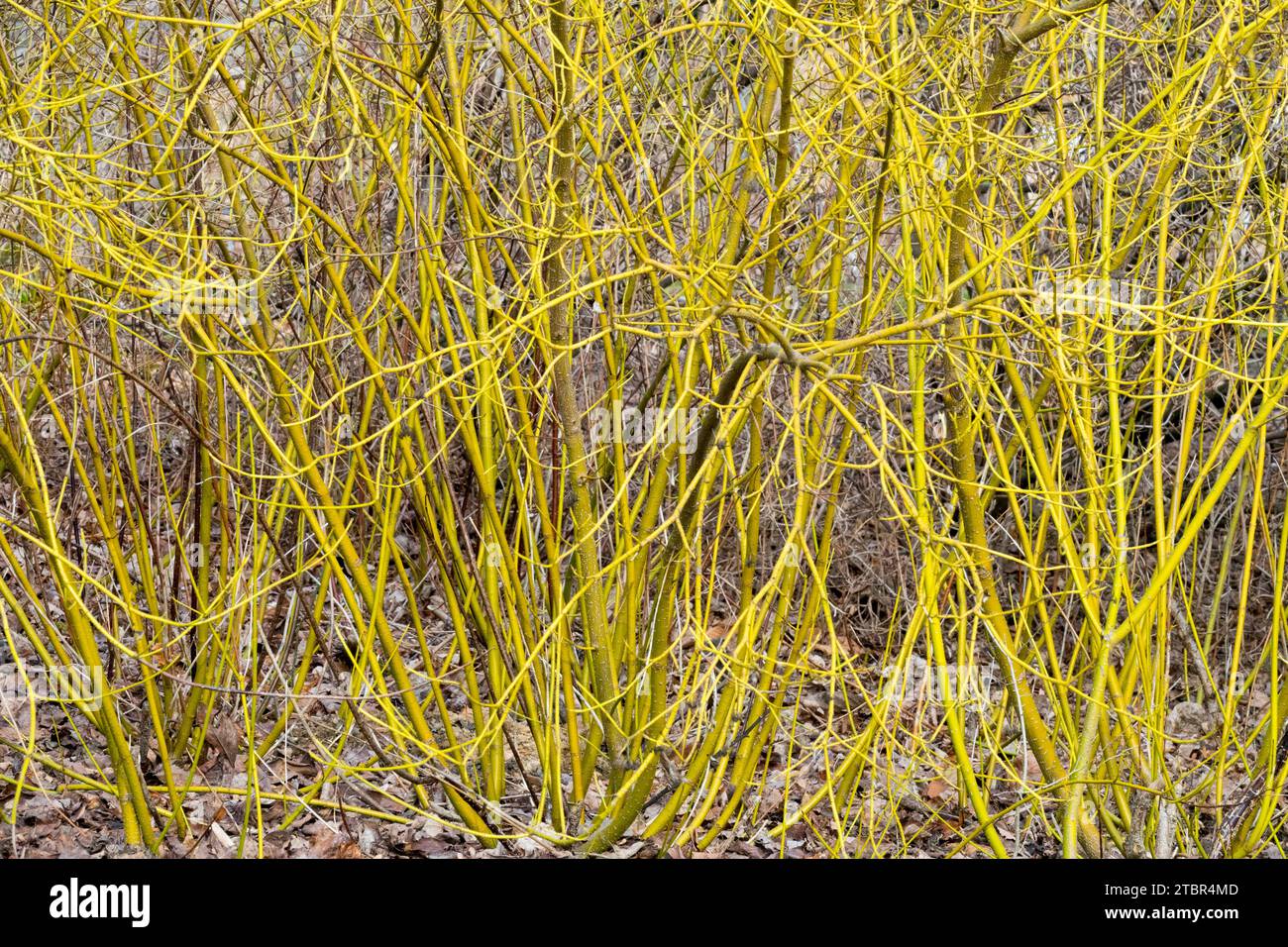 Yellow Twig Dogwood Cornus 'Flaviramea' Stock Photo