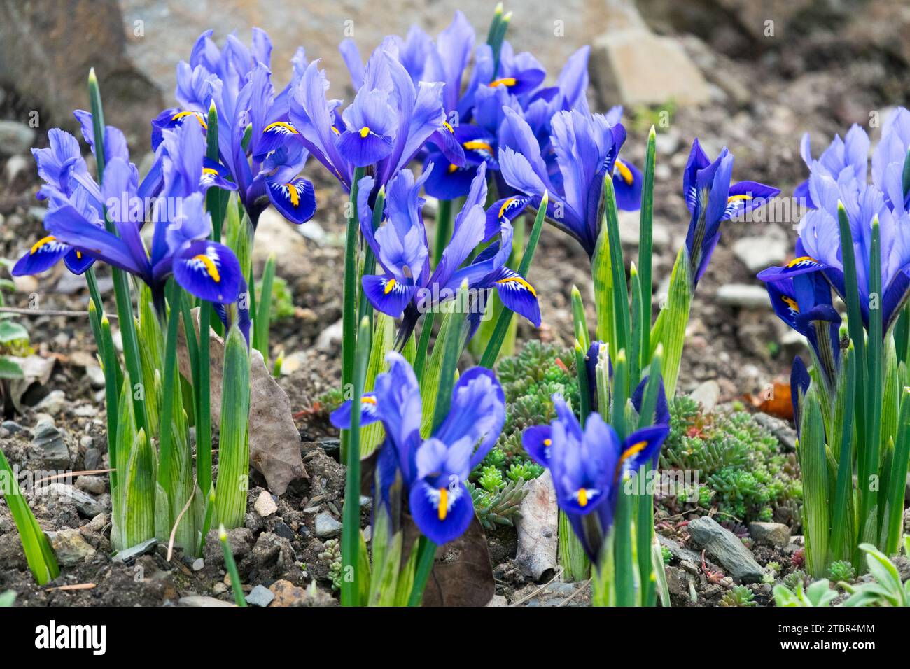 flowering, irises in Garden, Winter, Flowers, Blue, Iris 'Harmony' Reticulated Iris Stock Photo
