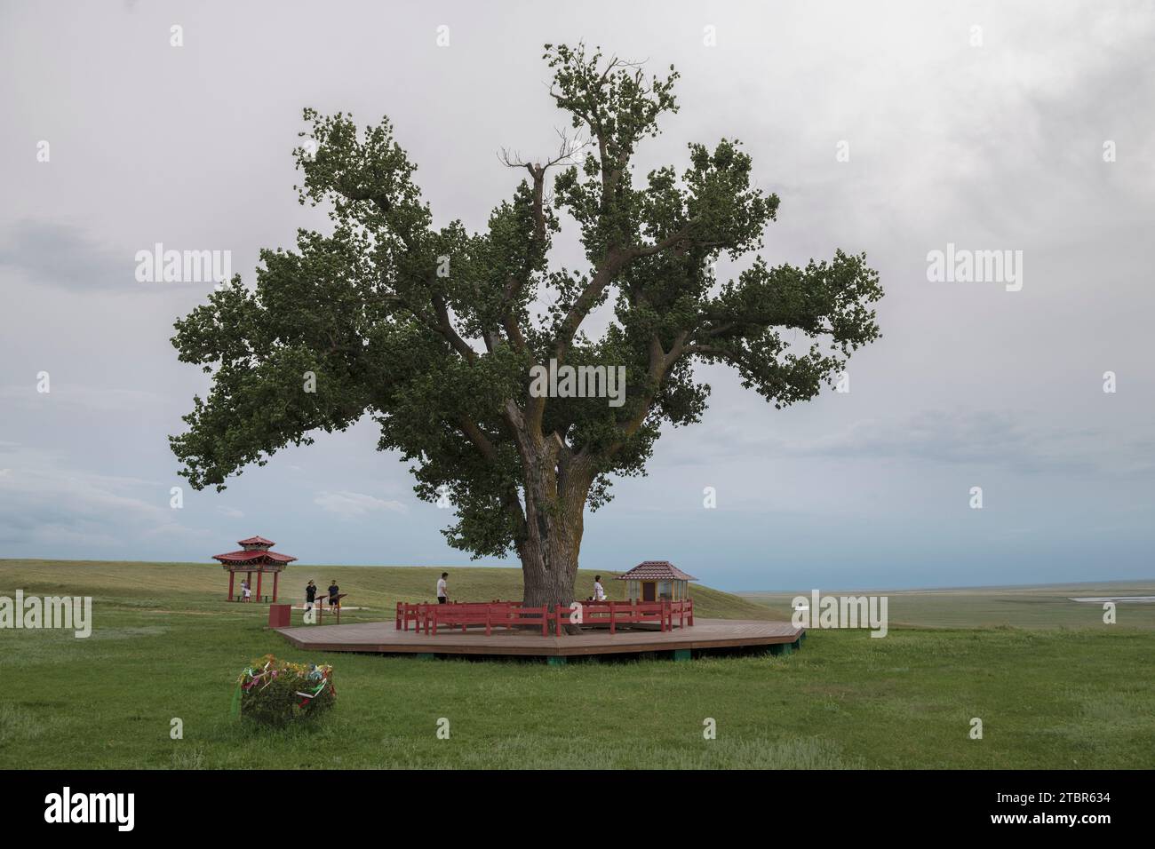 KALMYKIA, RUSSIA - JUNE 04, 2023: Lone poplar - the sacred tree of Kalmyk budists on the June evening Stock Photo