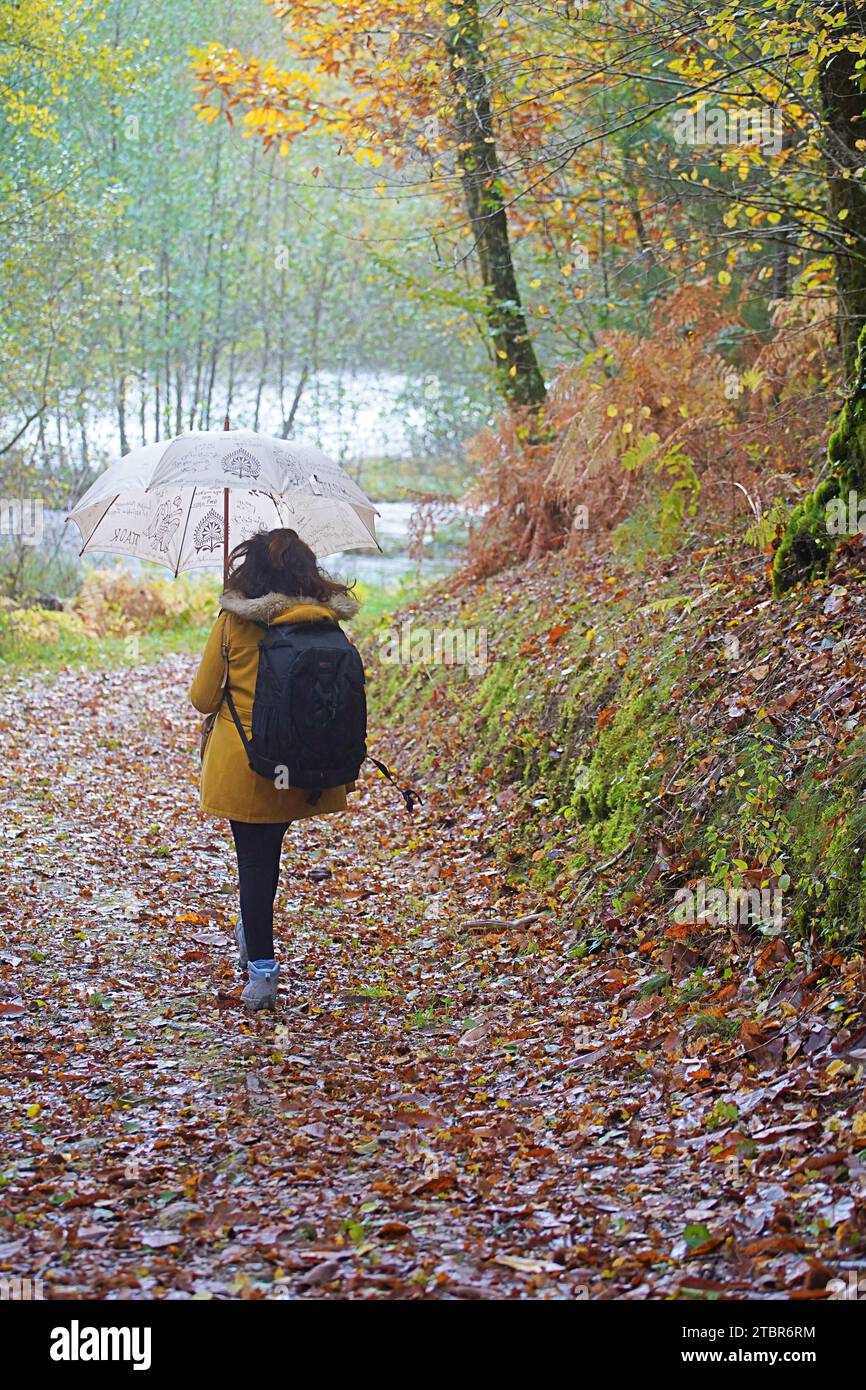 Elderly Woman Hiking in the Forest in Autumn Fall Colors by the Waterfront living a Healthy Lifestyle. Stock Photo