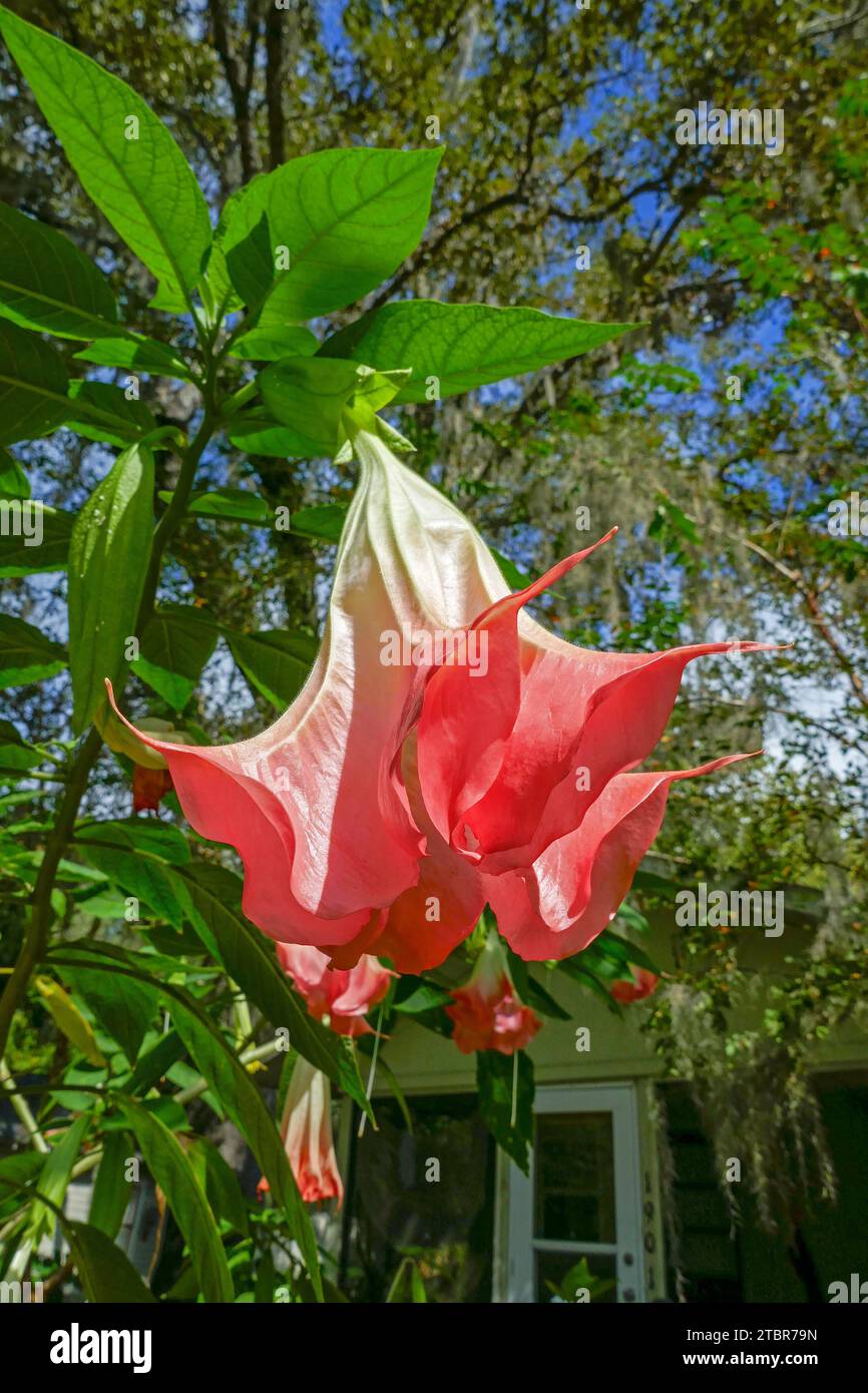 Angel's Trumpet or Brugmansia is a beautiful hanging flower plant that is  native to South America Stock Photo - Alamy