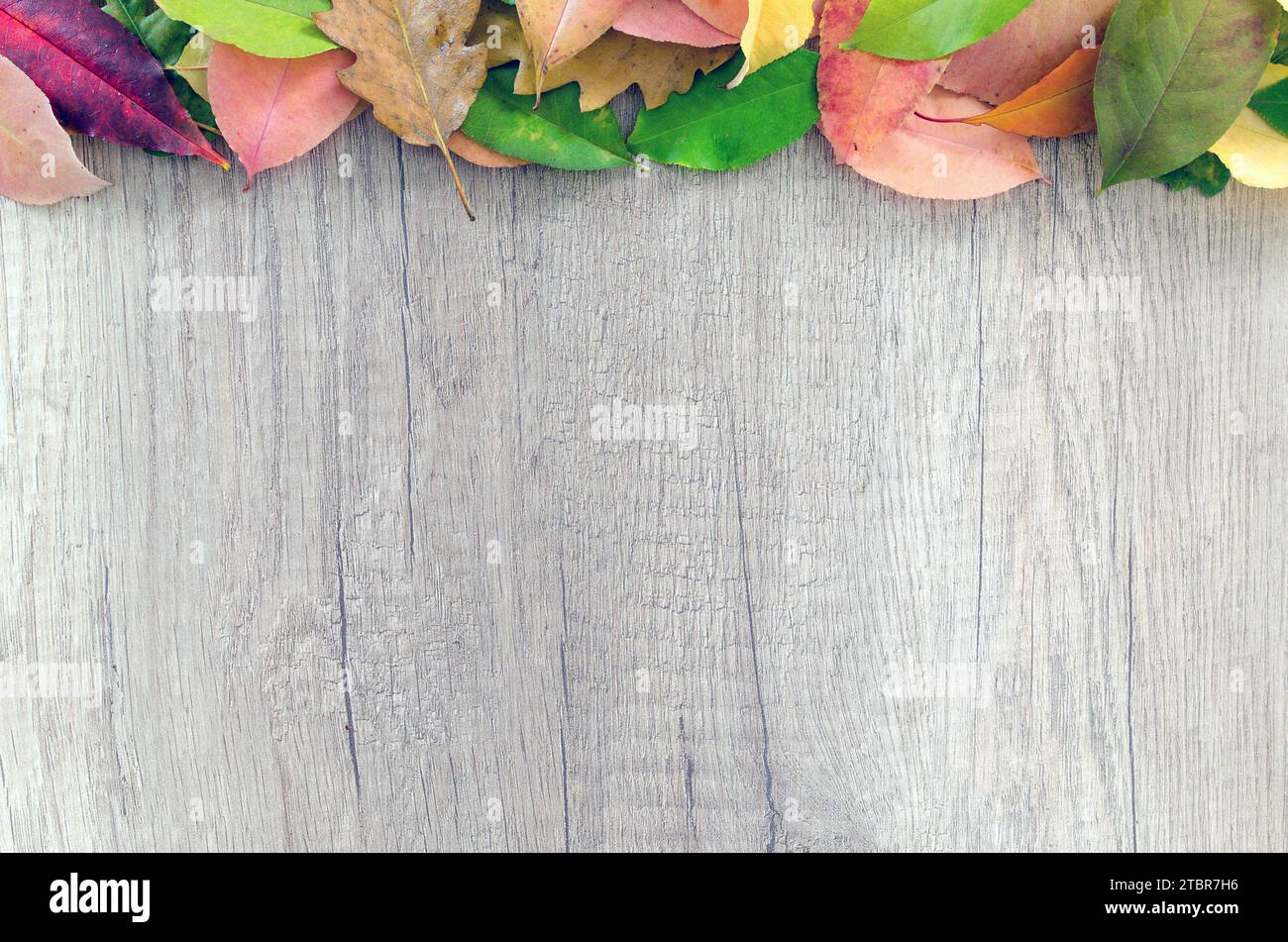 Empty wooden background close view, mockup template Stock Photo