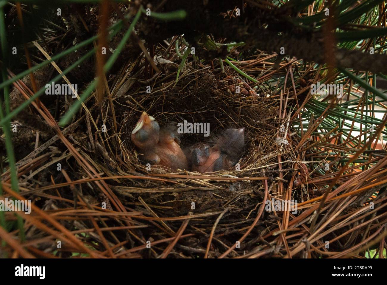 Asuncion, Paraguay. 28 November, 2023. Two newly hatched rufous ...