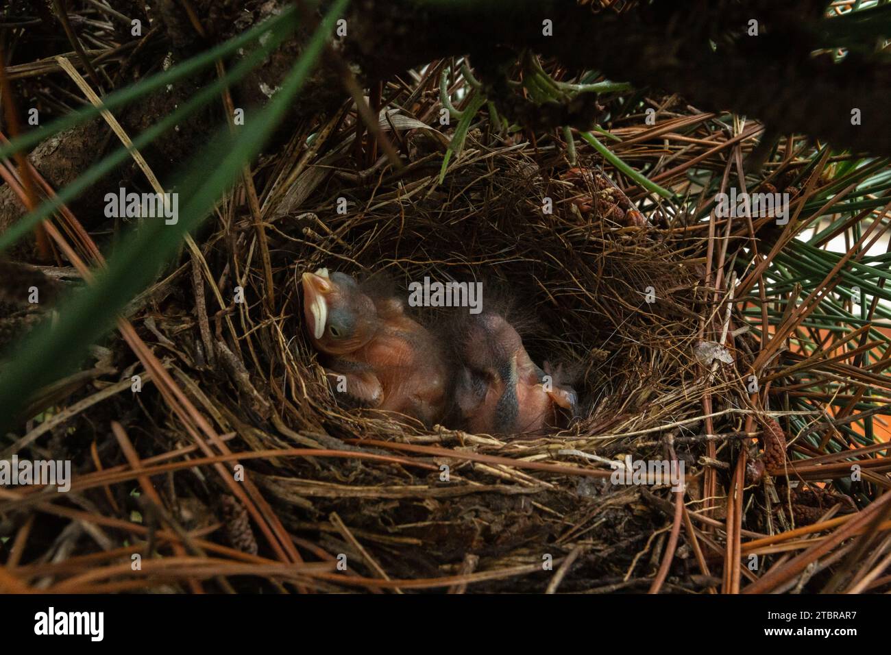 Asuncion, Paraguay. 28 November, 2023. Two newly hatched rufous ...