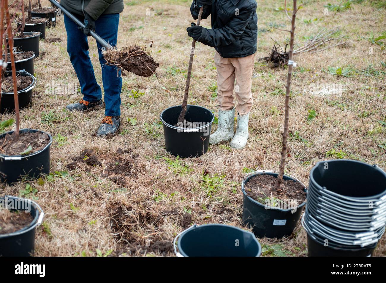 Father and son plant young fruit trees in growing containers. Planting a nursery of seedlings on a rural field. Family business. Stock Photo