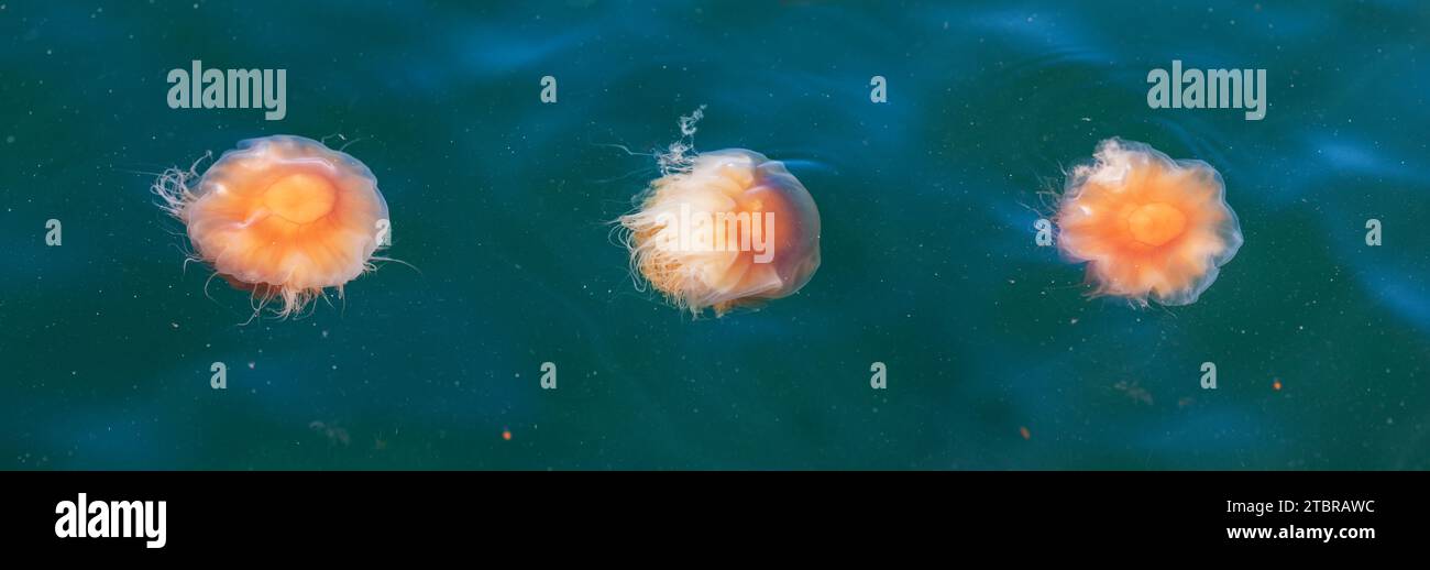 Fire jellyfish cyanea capillata in the North Sea Stock Photo