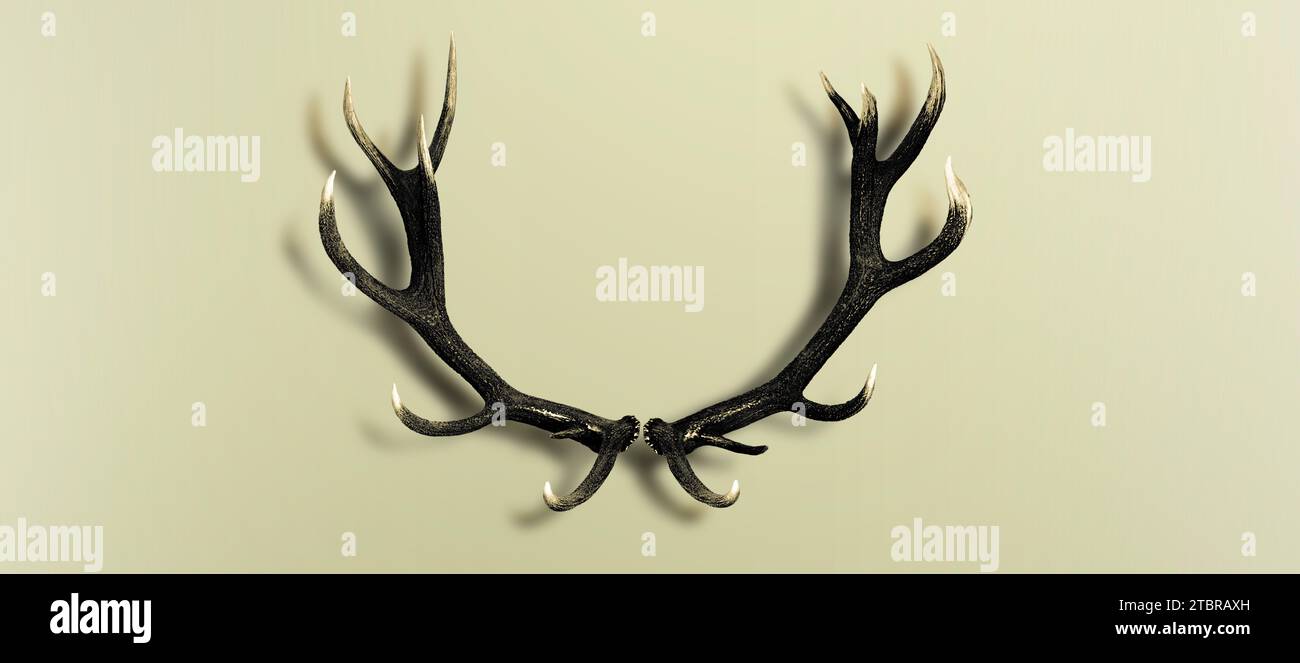 Deer antlers isolated on green background and Stock Photo