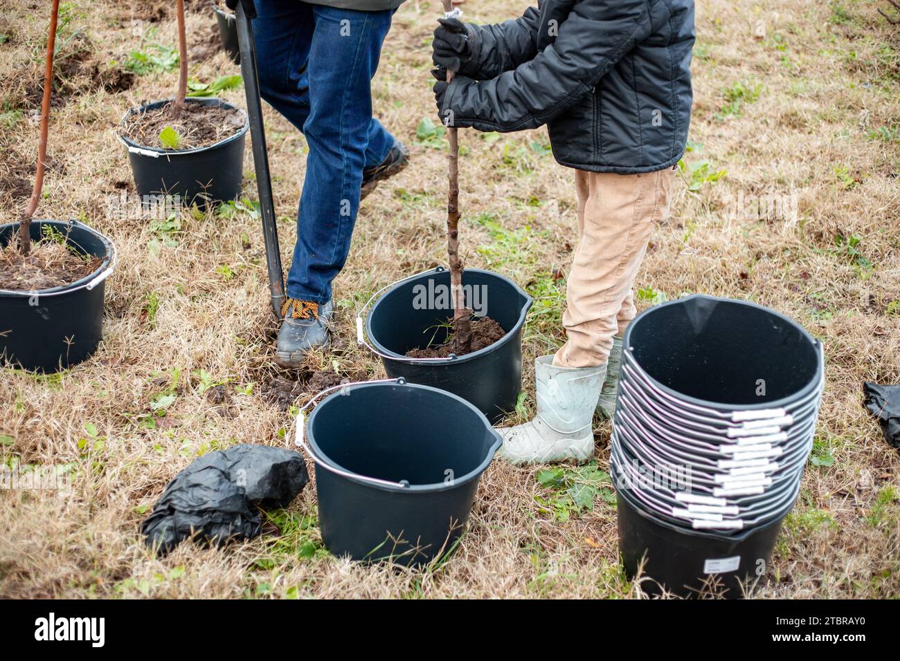Father and son plant young fruit trees in growing containers. Planting a nursery of seedlings on a rural field. Family business. Stock Photo