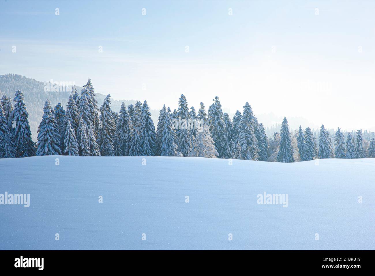 Winter landscape with snowfield in the foreground, fir forest in the background Stock Photo