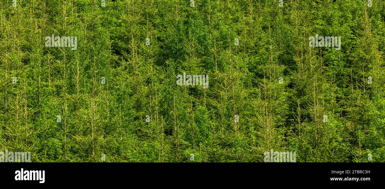 Young green forest of fir trees and deciduous trees hi-res stock ...