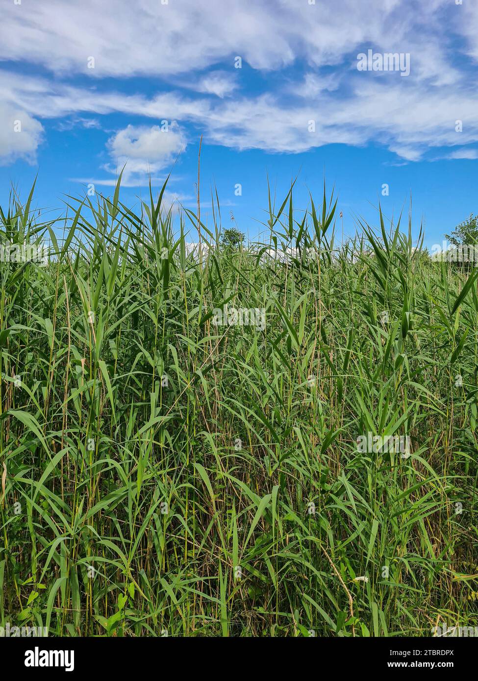 Germany, MecklenburgWestern Pomerania, peninsula FischlandDarßZingst