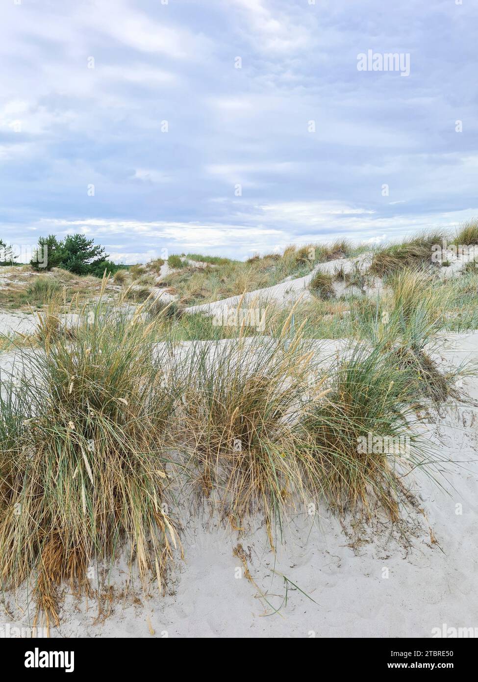 Germany, Mecklenburg-Western Pomerania, peninsula Fischland-Darß-Zingst, fine sandy beach with dune grass at the beach crossing in Prerow Stock Photo