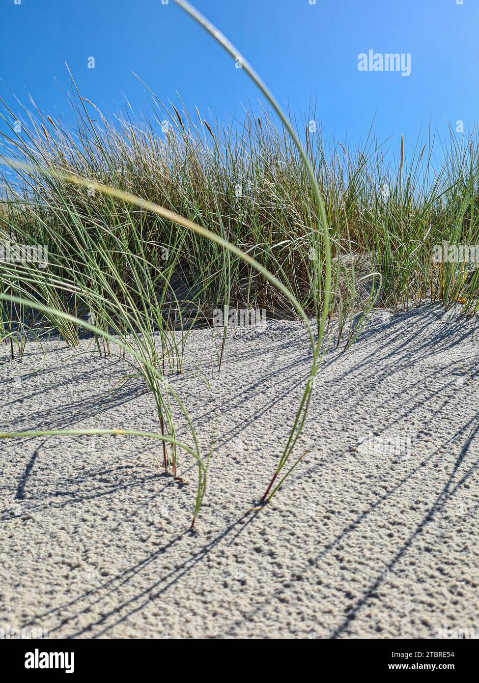 Germany, Mecklenburg-Western Pomerania, peninsula Fischland-Darß-Zingst, dune grass and beach grass on fine sandy beach in vacation resort Prerow Stock Photo