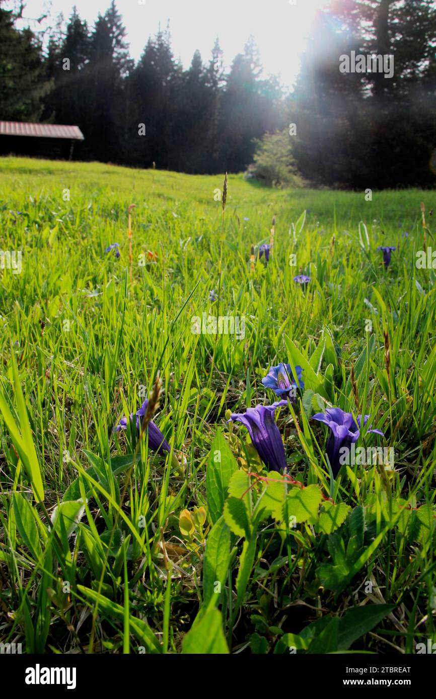 Blossoming gentian on a meadow near Mittenwald, sunlight, backlight shot, Upper Bavaria, Bavaria, Germany Stock Photo