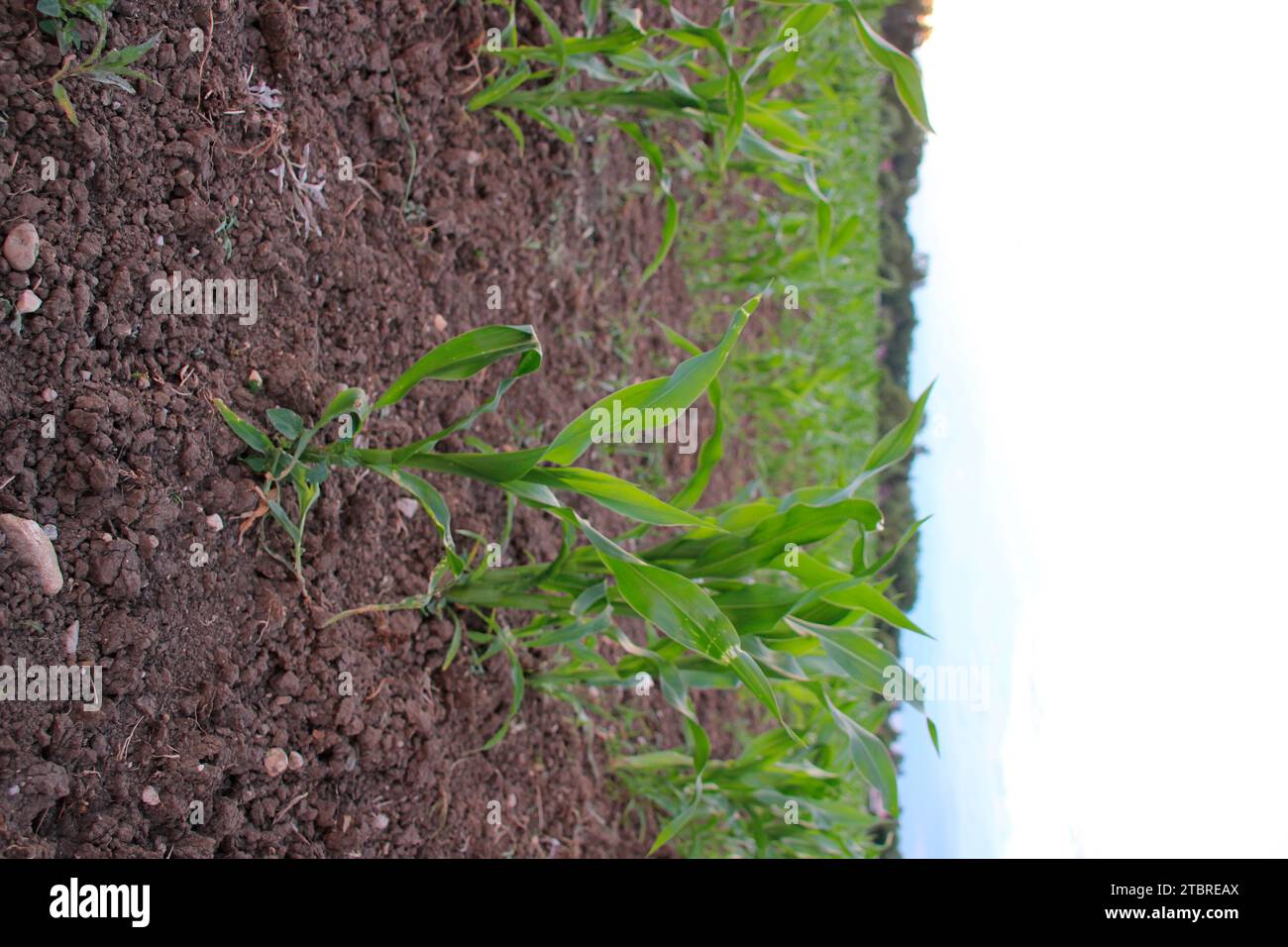 Corn field in summer, Utting am Ammersee, Upper Bavaria, Bavaria, Germany Stock Photo