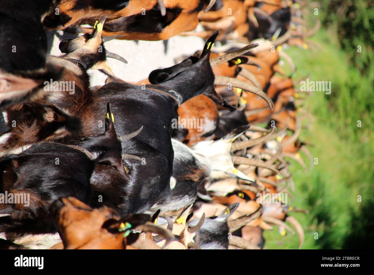 Herd of goats, forest road, Abtrieb, Almabtrieb, mountain, edge of forest, Mittenwald, Ferchensee, Germany, Bavaria, Upper Bavaria, Mittenwald, Isar Valley, Alpenwelt Karwendel Stock Photo